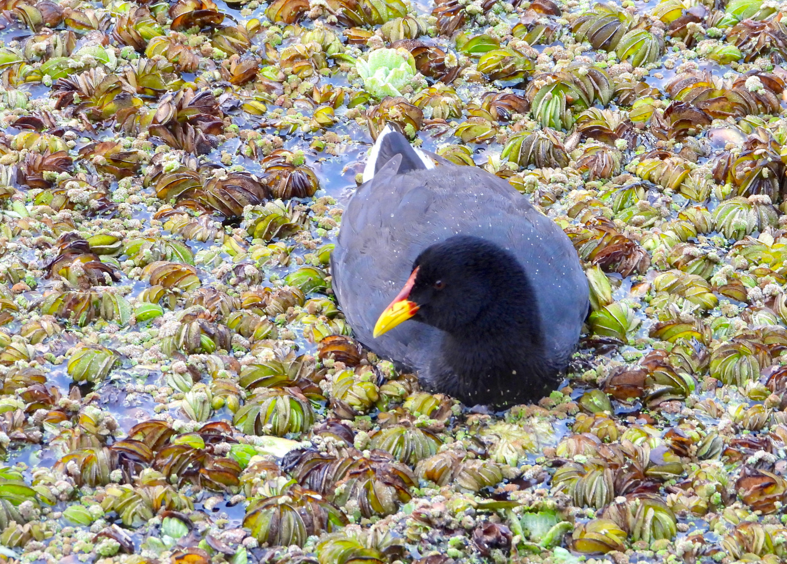 image Red-fronted Coot